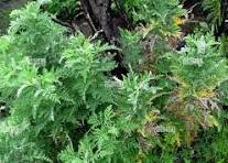 African Wormwood